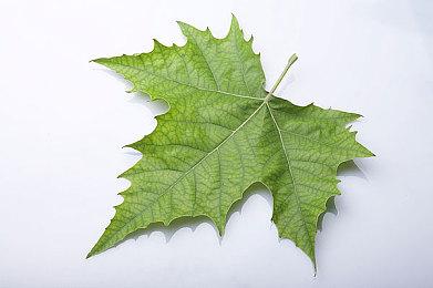 《战神》系列开发商下一个游戏将是新IP